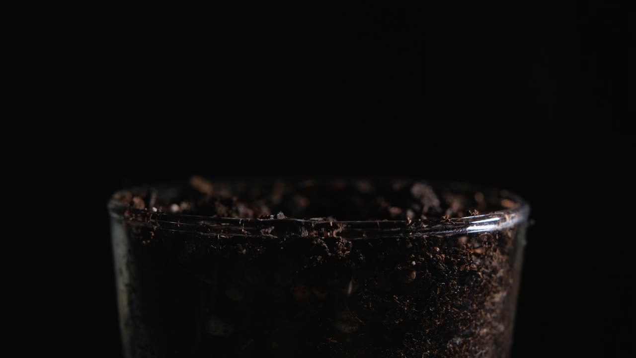 植物种子在黑色背景的透明玻璃中发芽视频素材