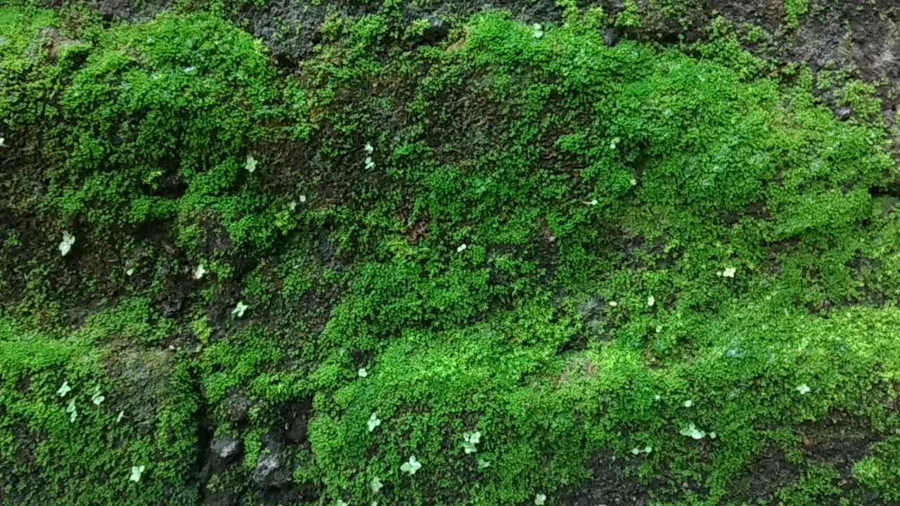 苔绿色纹理。苔藓表面背景。缓慢的运动。视频下载