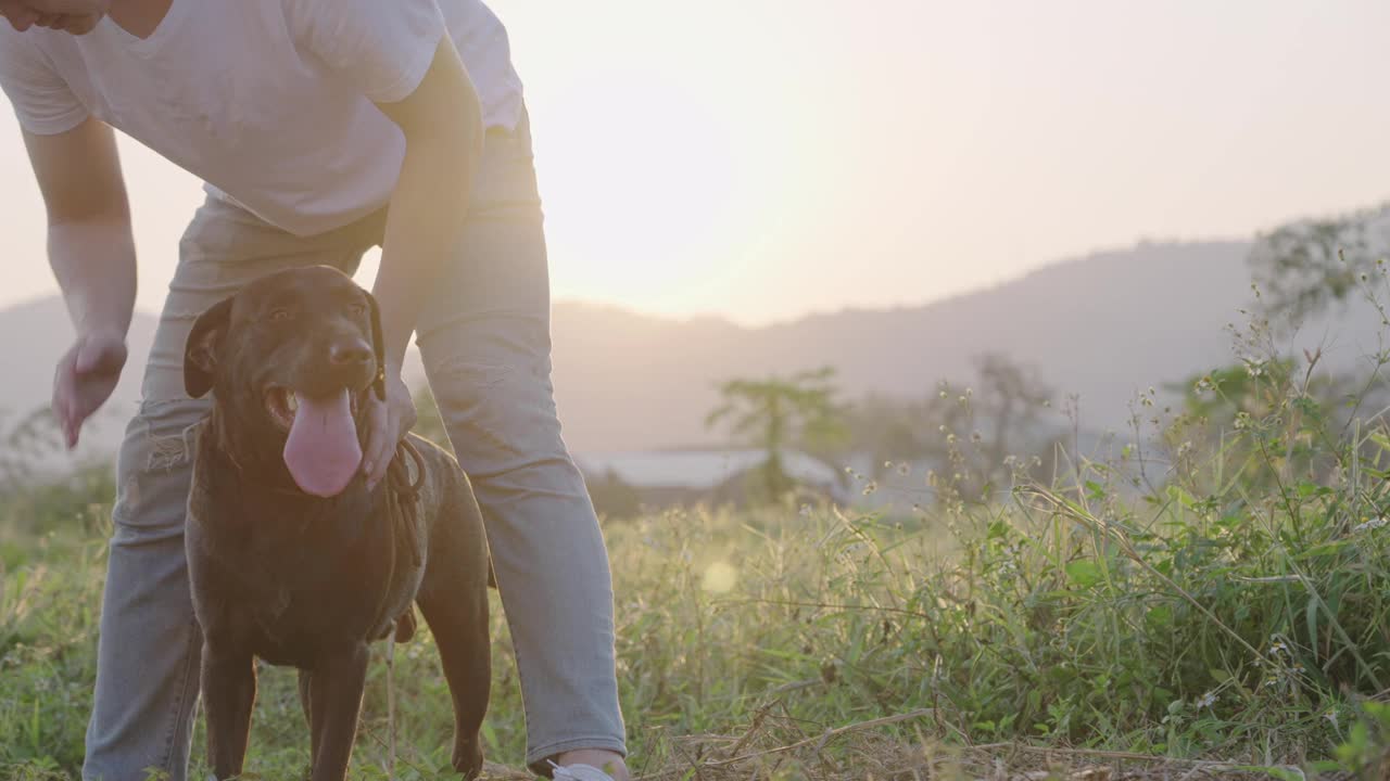 一只快乐而充满活力的黑色拉布拉多犬与主人在温暖的阳光照耀下的草地上玩耍，服从犬训练，与忠诚的狗狗玩耍，宠物主人户外活动，宠物保健视频素材