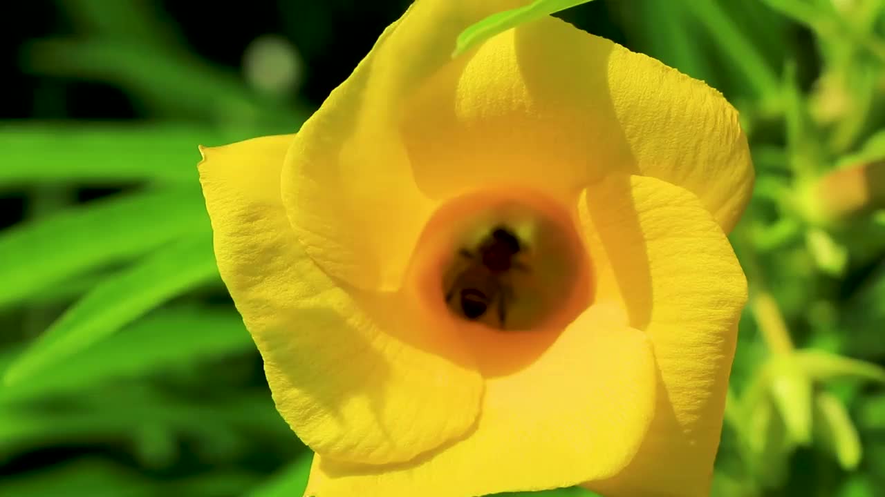 在墨西哥，蜜蜂爬着飞进黄色夹竹桃花。视频素材