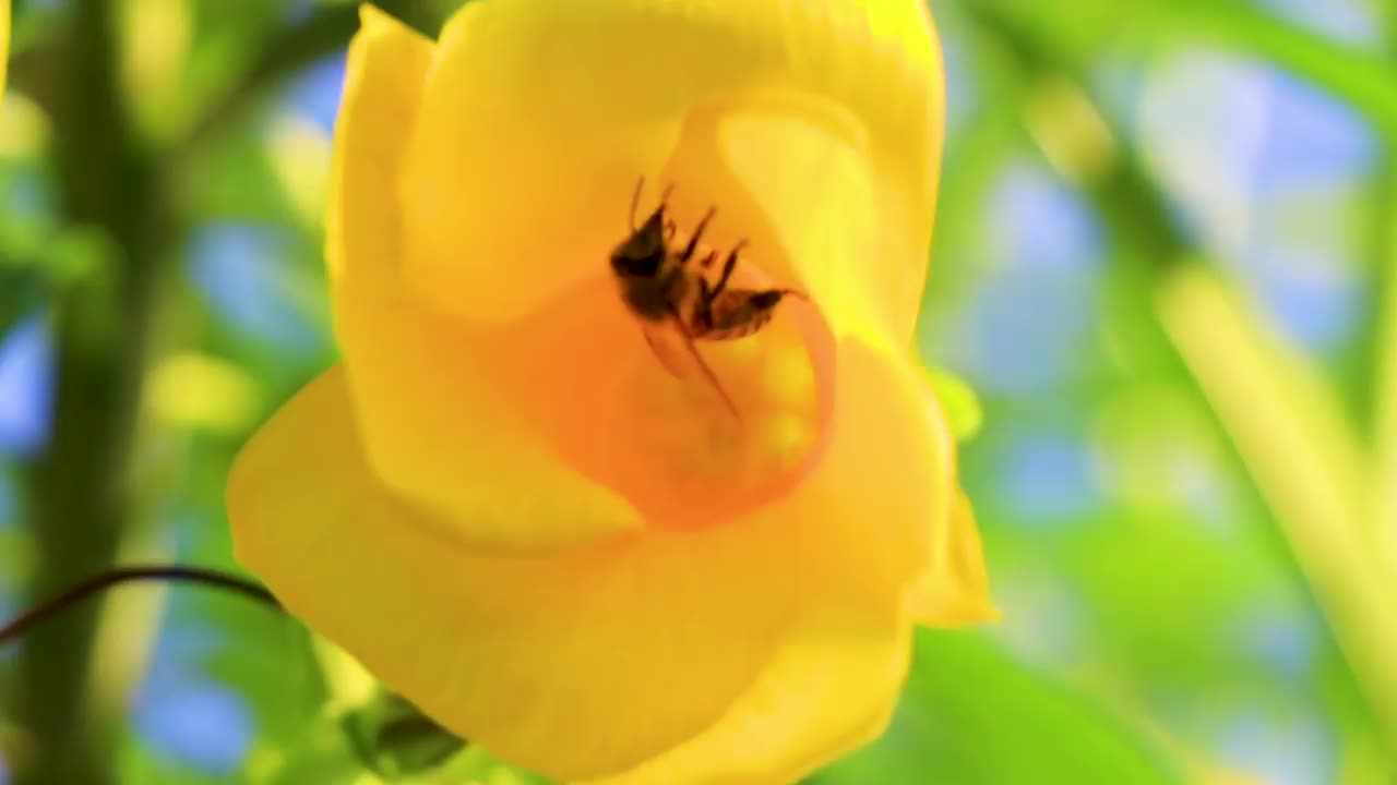 在墨西哥，蜜蜂爬着飞进黄色夹竹桃花。视频素材