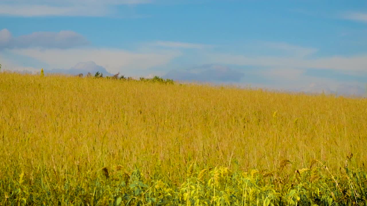 美丽的黄色田野和蓝色天空。有选择性的重点。大自然。视频素材