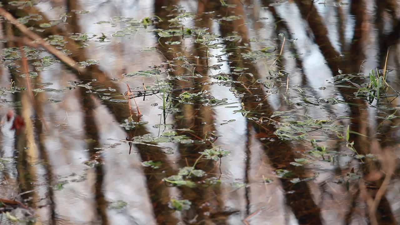 洪水淹没了森林，树干倒映在水中视频素材