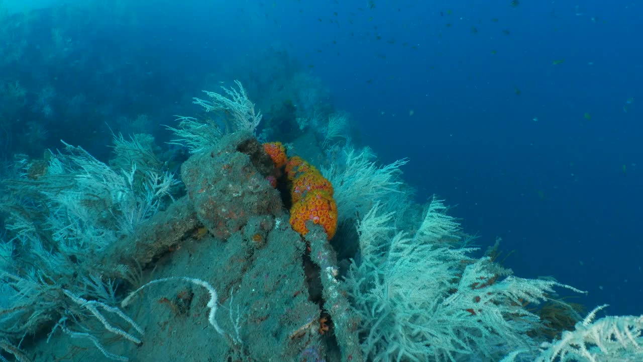 软珊瑚群生长在深海沉船上视频素材