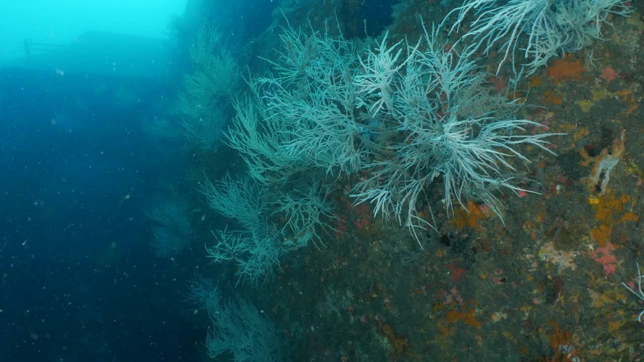 水下的军事沉船作为人工礁被淹没视频下载