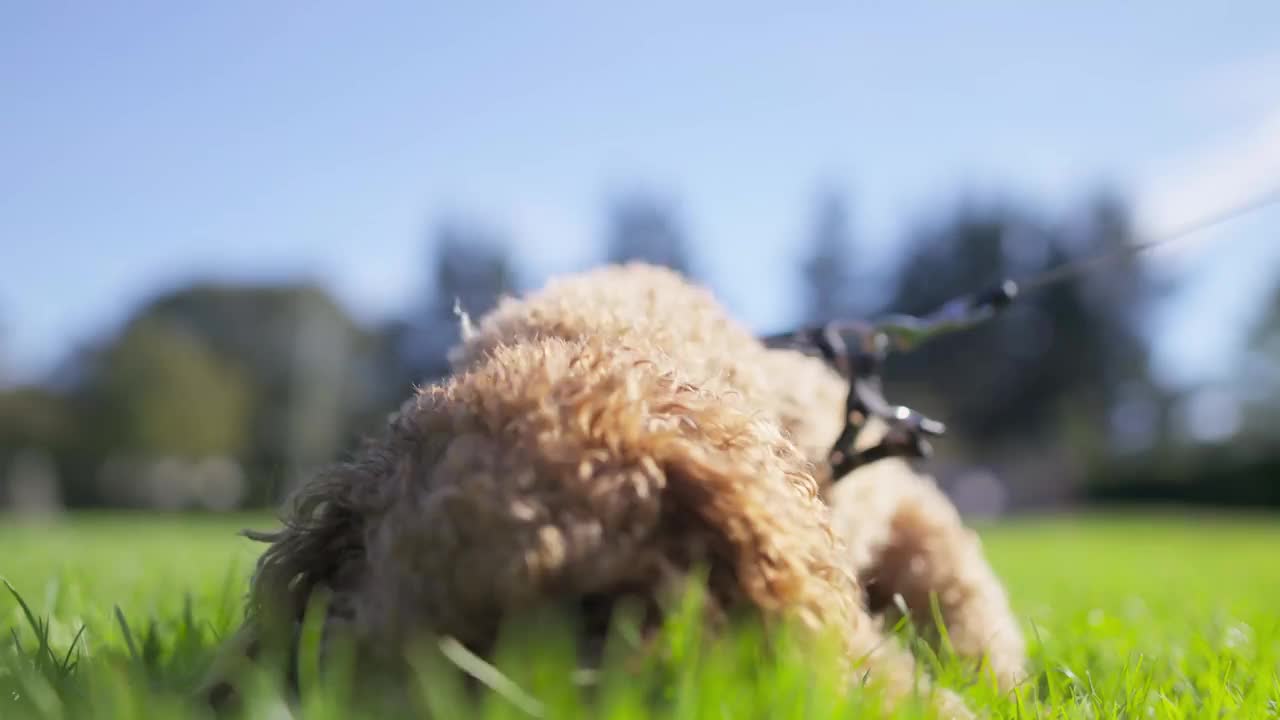 狗视频素材