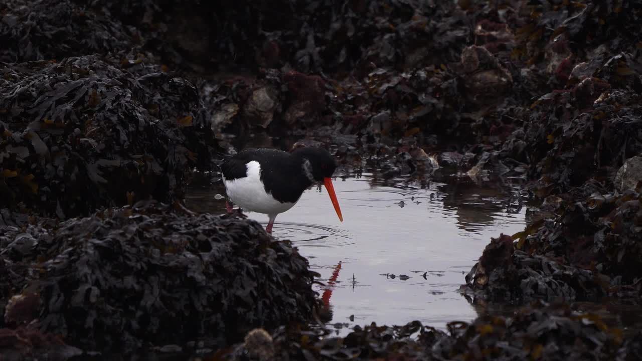 两只环状捕牡蛎(ostralegus ostralegus)在北海的斜坡上觅食视频素材