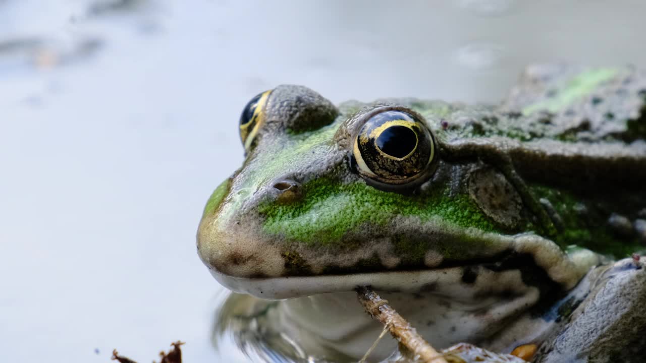 青蛙的肖像坐在河边，近距离视频素材