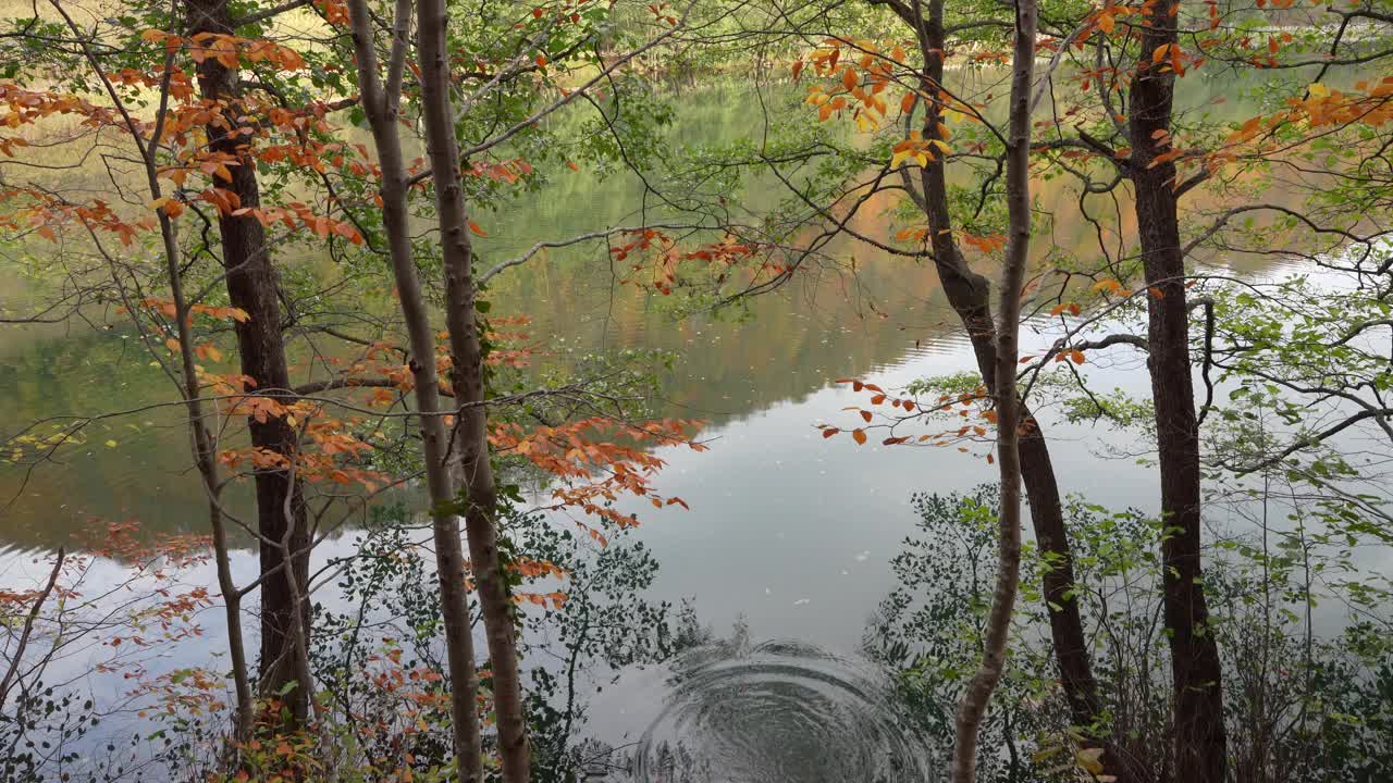 秋天，透过泛黄的树叶看到的湖景令人放松视频素材