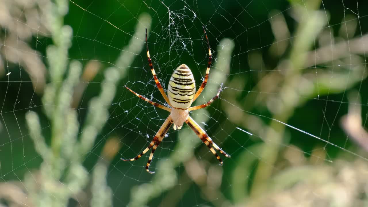 大蜘蛛特写在绿色自然背景下的网络在森林中视频素材