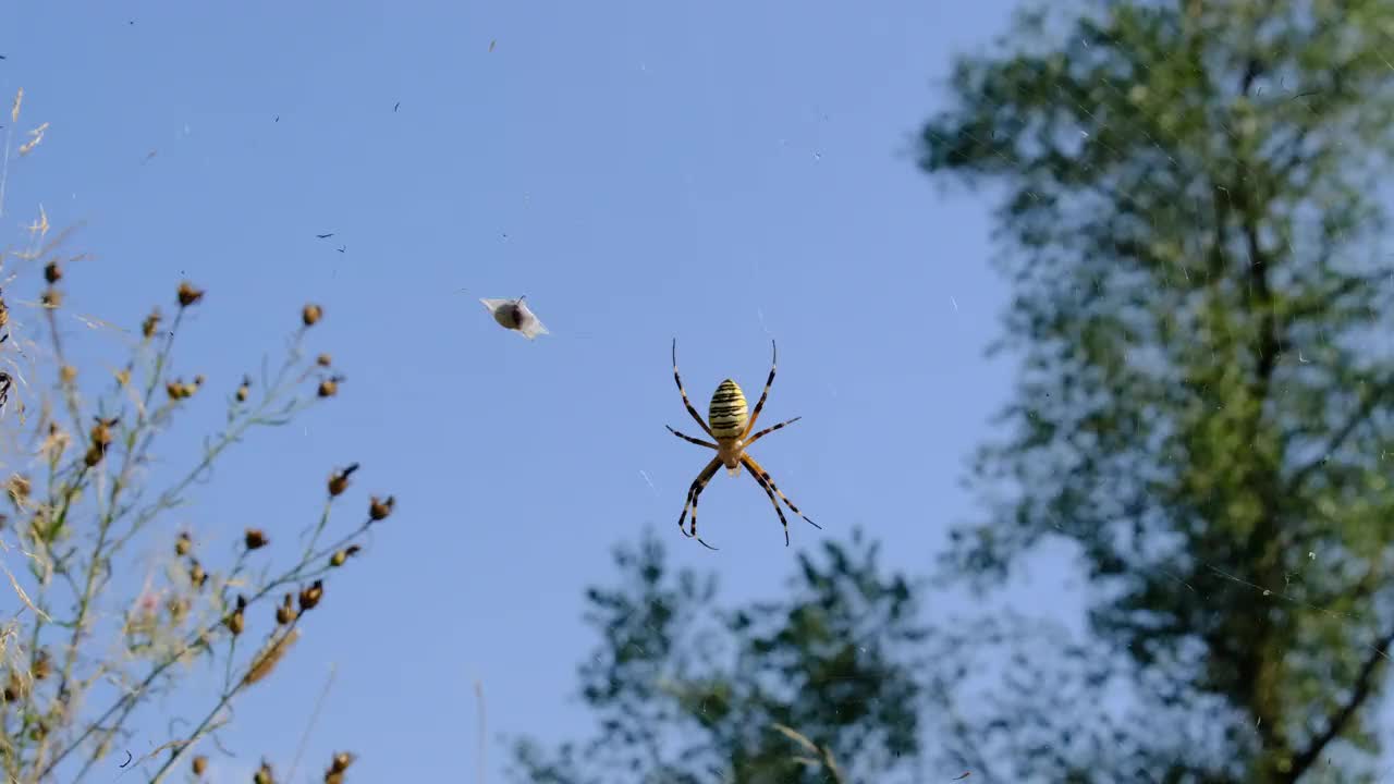 Argiope Bruennichi在蓝天下的蜘蛛网上的蜘蛛特写视频素材