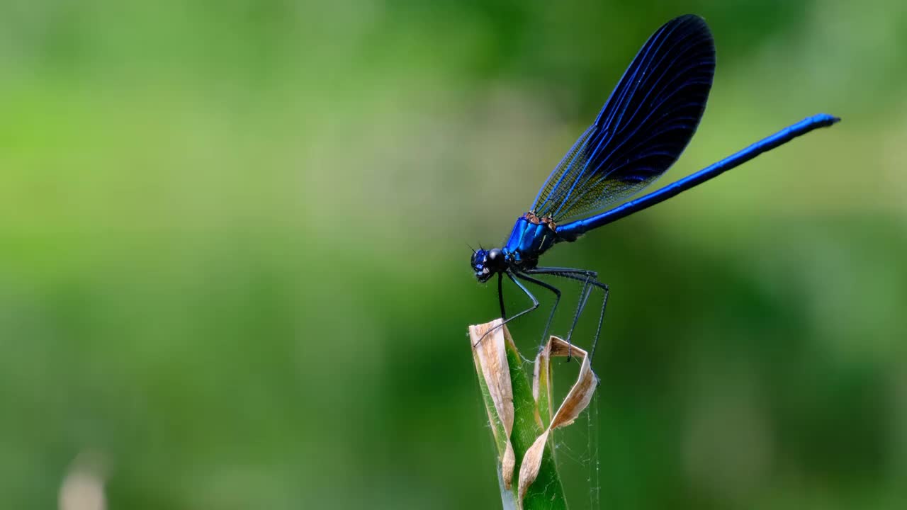 蓝色蜻蜓在一个树枝上的绿色自然河边，特写视频素材