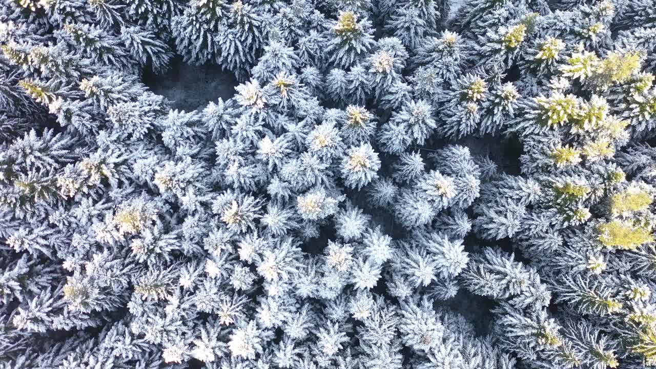 空中4K -松林覆盖着新鲜的雪视频下载