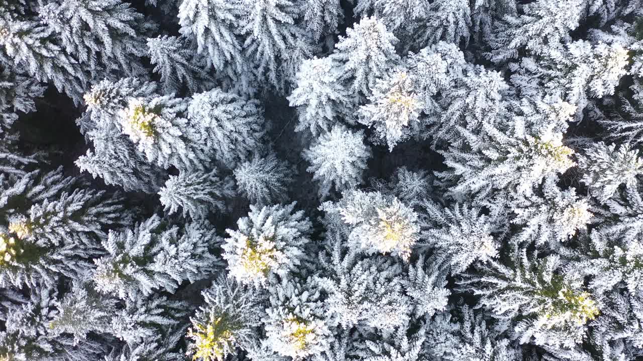 空中4K -松林覆盖着新鲜的雪视频下载