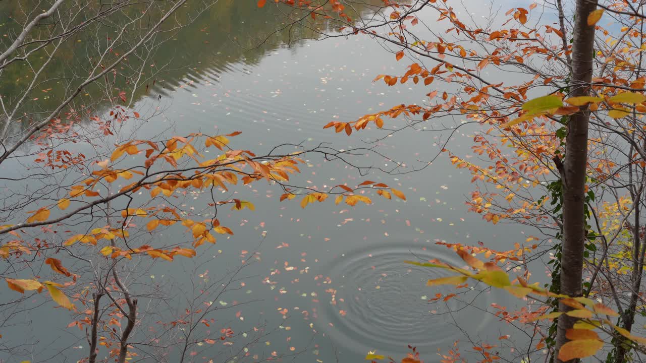 秋天，透过泛黄的树叶看到的湖景令人放松视频素材