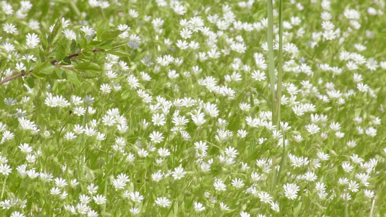 春天柔和的阳光下，白色的Stellaria media flower(繁缕)。香茅在五月的绿色草地上盛开。细枝末节的小花。花儿在微风中摇曳视频素材