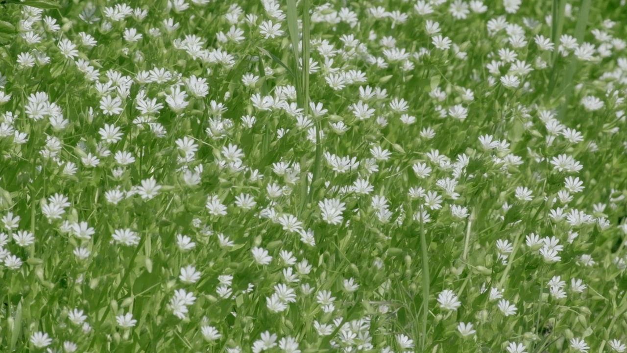 春天柔和的阳光下，白色的Stellaria media flower(繁缕)。香茅在五月的绿色草地上盛开。细枝末节的小花。花儿在微风中摇曳视频素材