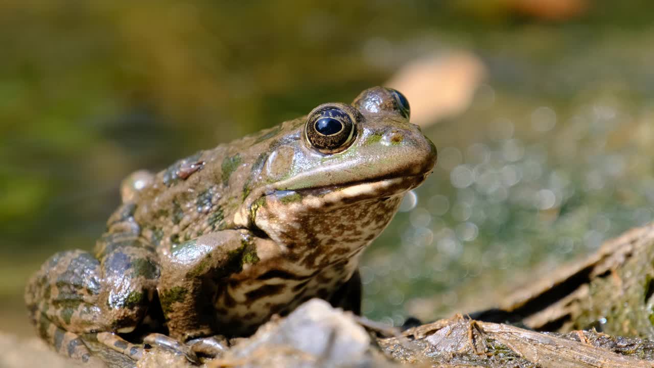 青蛙坐在岸边的河流，极端近距离，蟾蜍的肖像视频素材