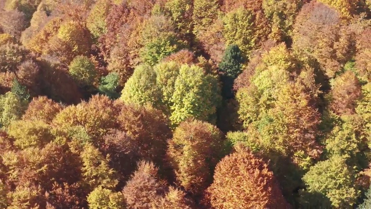 航拍镜头-多彩的秋天山景场景在Frakto原始森林，Rhodope山，希腊视频素材