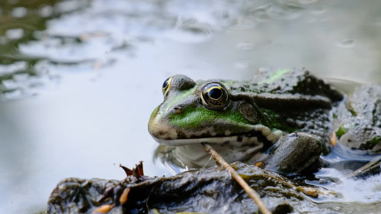 绿色青蛙坐在岸边的河流，极端近距离，蟾蜍的肖像视频素材