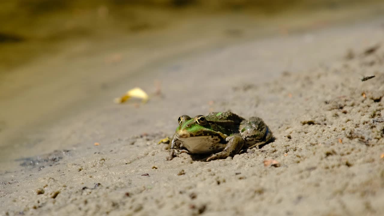 青蛙的肖像坐在河边，近距离视频素材