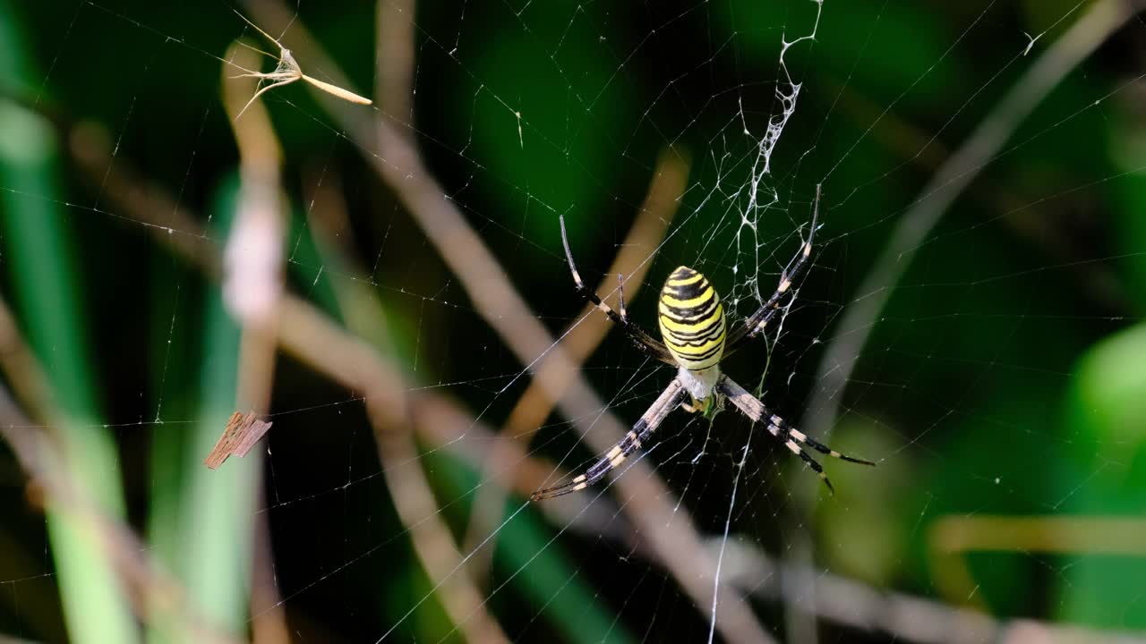 大蜘蛛特写在绿色自然背景下的网络在森林中视频素材