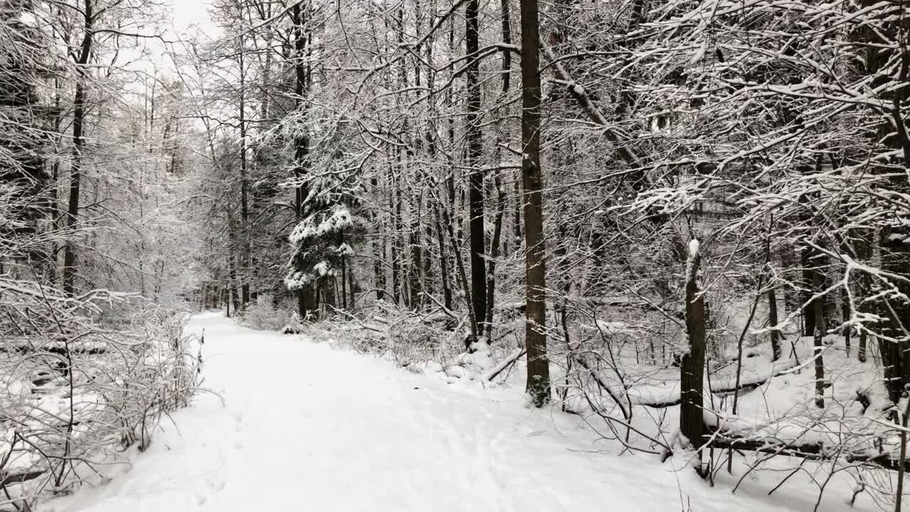 在冰雪覆盖的树林中，行走在冬天森林的雪地上视频素材