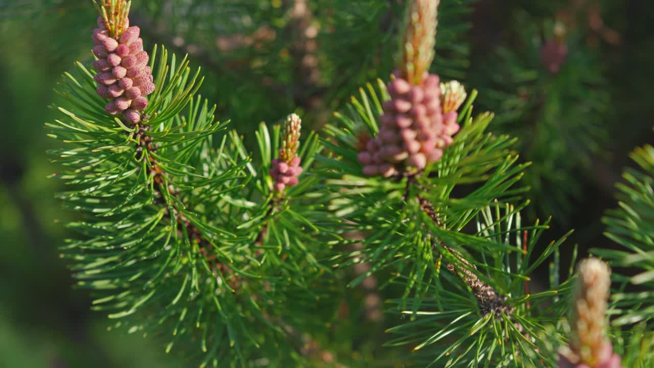 生长在冷杉灌木上的小的针叶花或球果视频素材