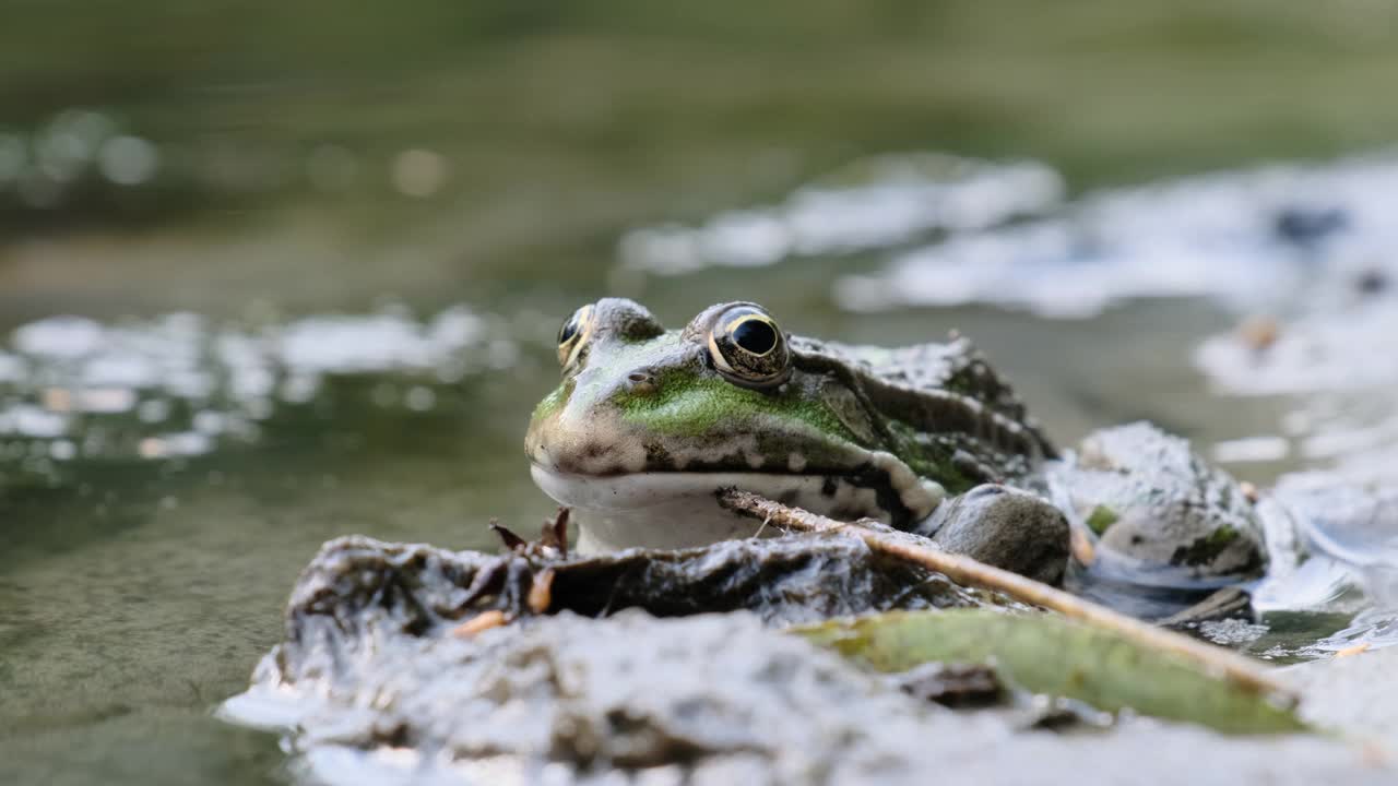 绿色青蛙坐在岸边的河流，极端近距离，蟾蜍的肖像视频素材