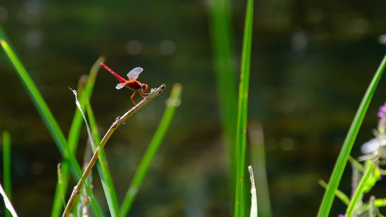 红色蜻蜓在一个树枝上的绿色自然河边，特写视频素材