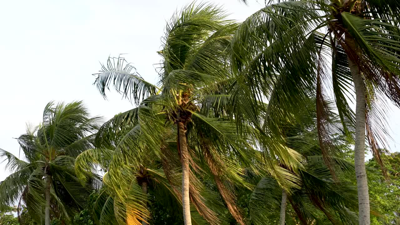 在有风的日子里，蔚蓝的天空映衬下的是一棵棵Alm树。视频素材