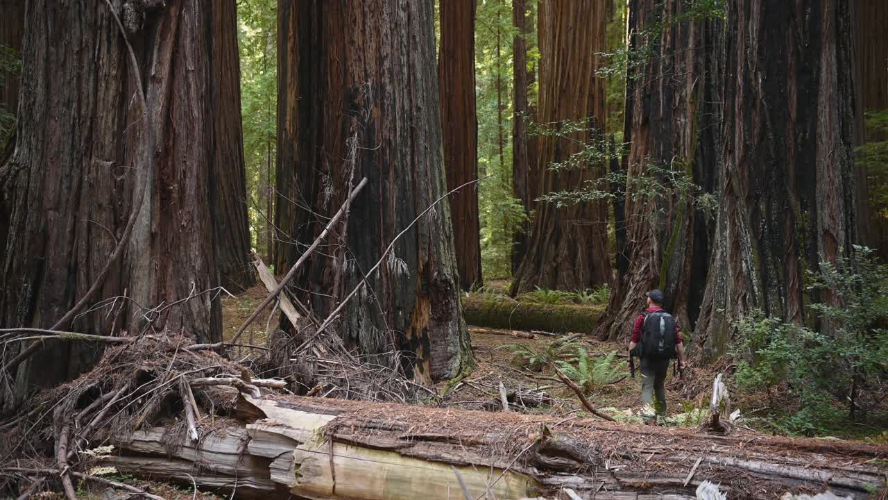 在古老红木森林里徒步旅行的游客视频素材