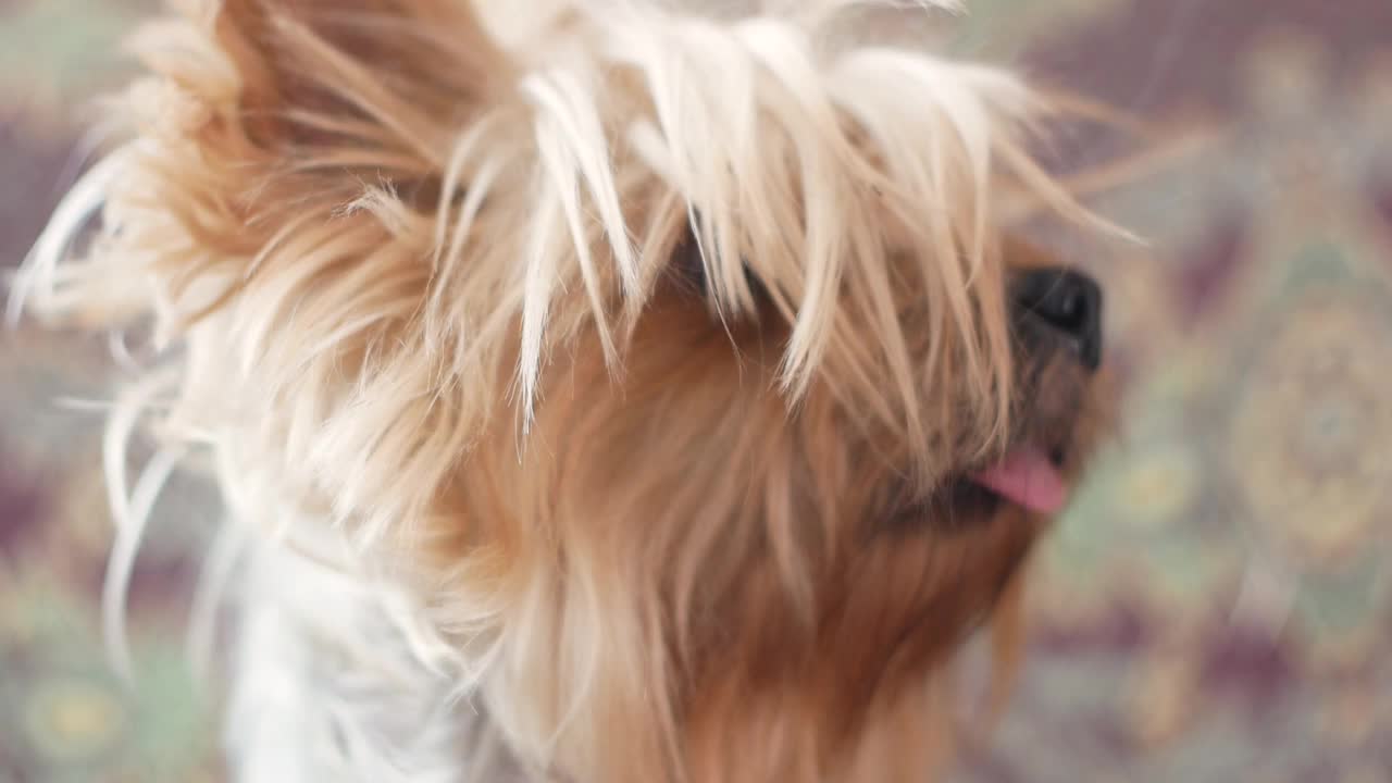 一只可爱的小约克希尔梗犬伸出舌头看着主人。夏天的一天，一只毛茸茸的小狗在家里看着一边。有选择性的重点视频素材