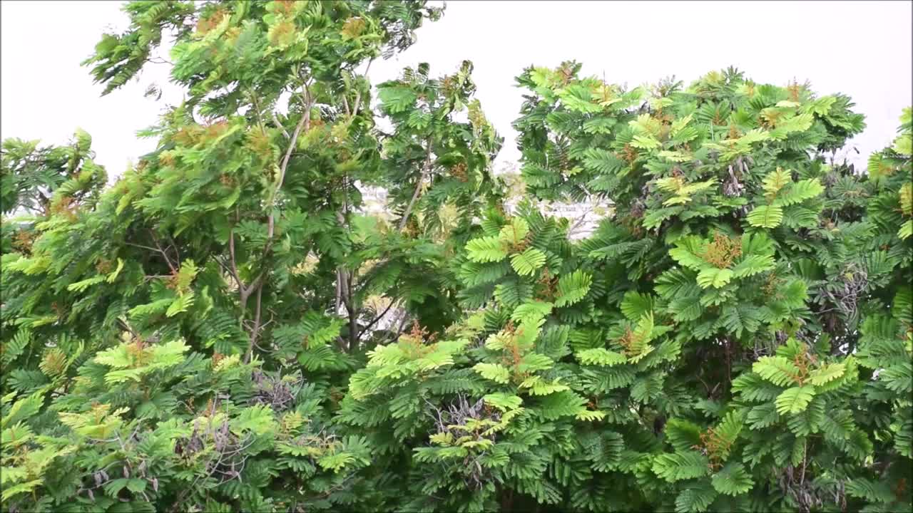 仰望风中摇曳的树木。夏天树冠有风或多风的天气，或风吹在树顶森林视频素材