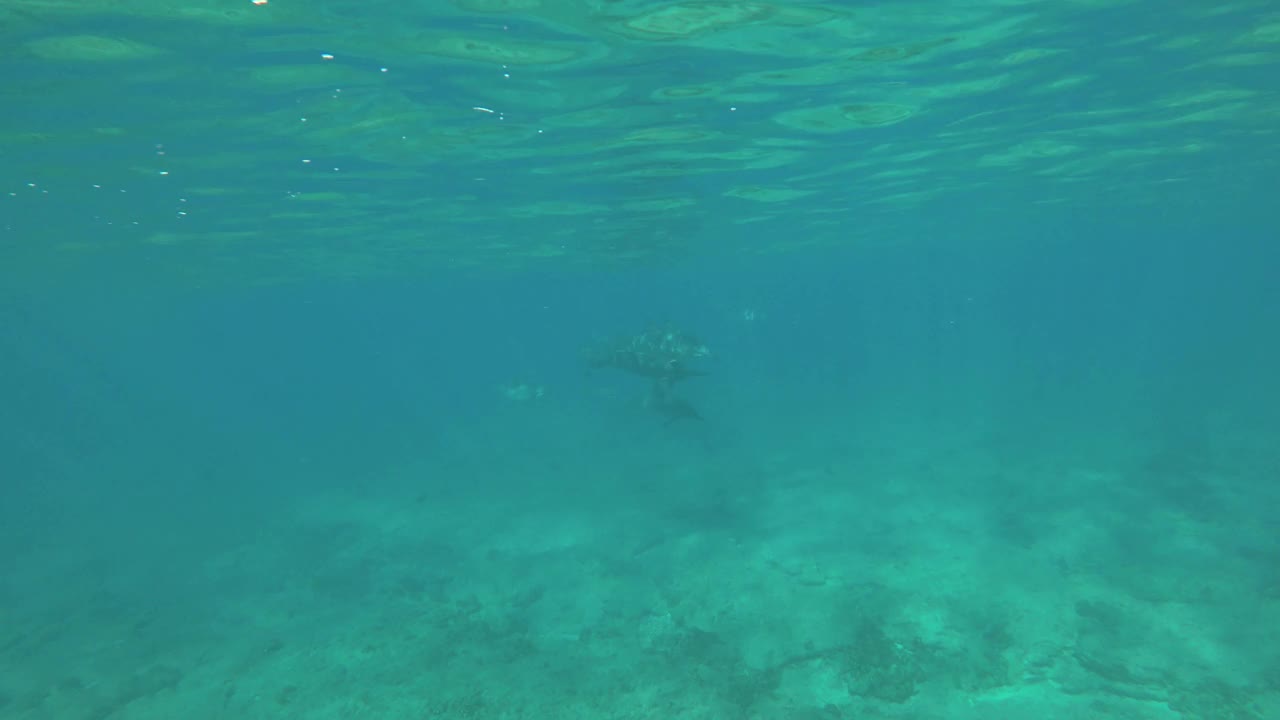 飞旋海豚在浅水中游过。视频素材