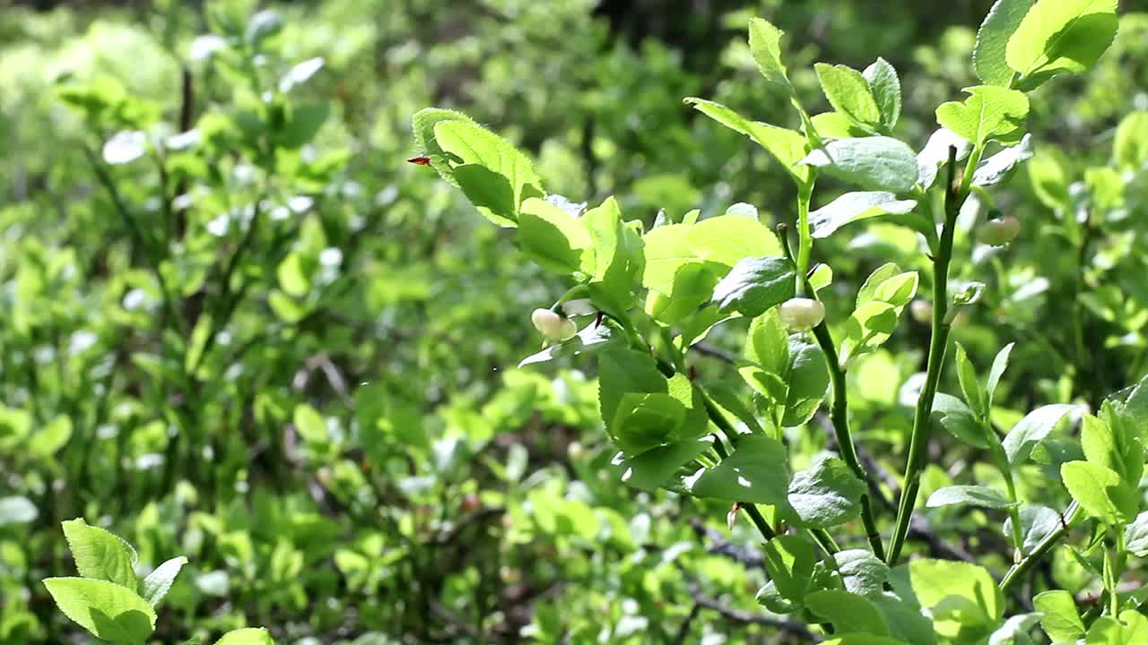 在阳光下，一株有着年轻卵巢的蓝莓丛在风中摇摆视频下载