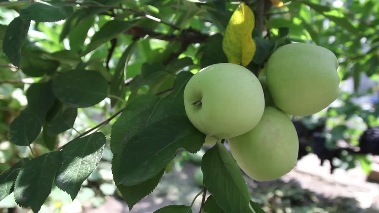 葡萄园里的葡萄特写。乌克兰视频素材