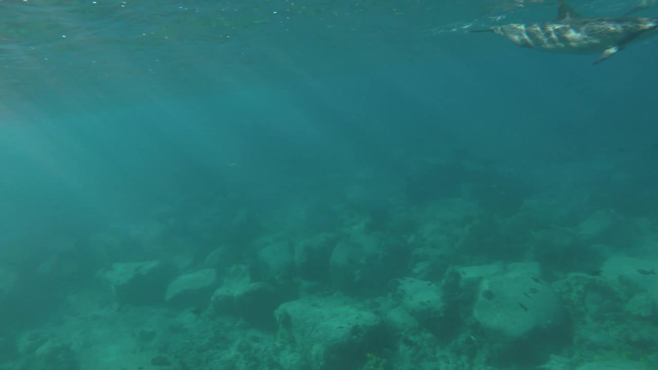 飞旋海豚在浅水表面游过，夏威夷。视频素材