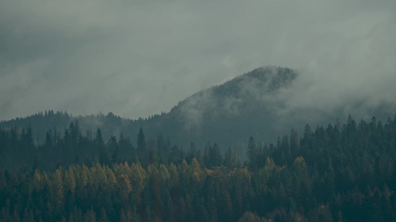 美丽的雾蒙蒙的风景，黑暗的森林在低云层中的山上。阴森的大气风景，针叶树在神秘的浓雾中视频素材