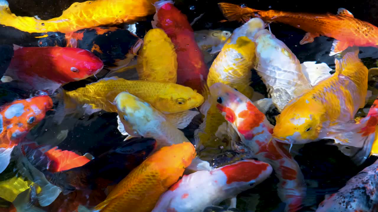 锦鲤、鲤鱼、镜鲤或花式鱼在水里游泳视频素材