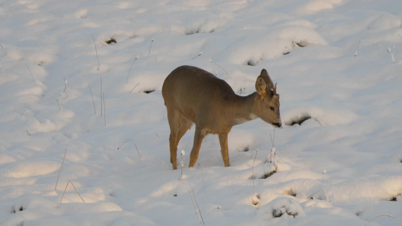 可爱的滑稽小鹿在雪冬天。狍，Capreolus, Doe在草地上觅食和四处张望。野生动物狍与橙色毛皮放牧在雪地冬季自然。大自然中的野小鹿。视频素材