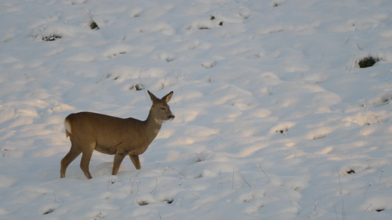 可爱的滑稽小鹿在雪冬天。狍，Capreolus, Doe在草地上觅食和四处张望。野生动物狍与橙色毛皮放牧在雪地冬季自然。大自然中的野小鹿。视频素材