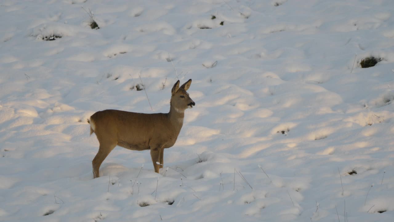 可爱的滑稽小鹿在雪冬天。狍，Capreolus, Doe在草地上觅食和四处张望。野生动物狍与橙色毛皮放牧在雪地冬季自然。大自然中的野小鹿。视频素材