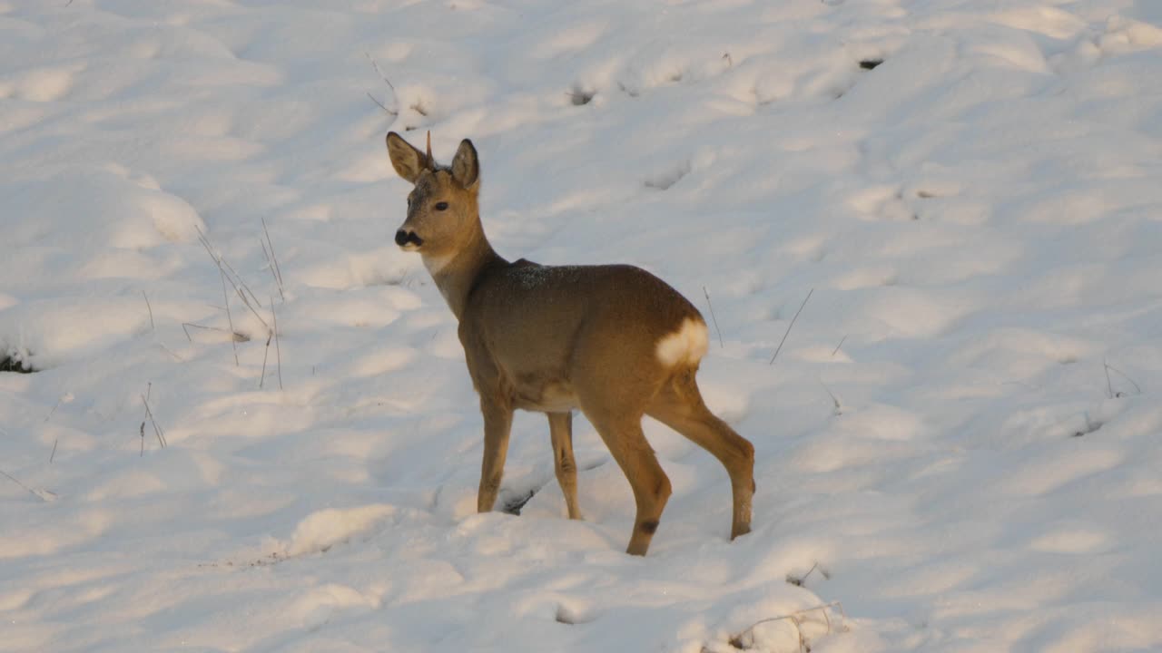 可爱的滑稽小鹿在雪冬天。狍，Capreolus, Doe在草地上觅食和四处张望。野生动物狍与橙色毛皮放牧在雪地冬季自然。大自然中的野小鹿。视频素材