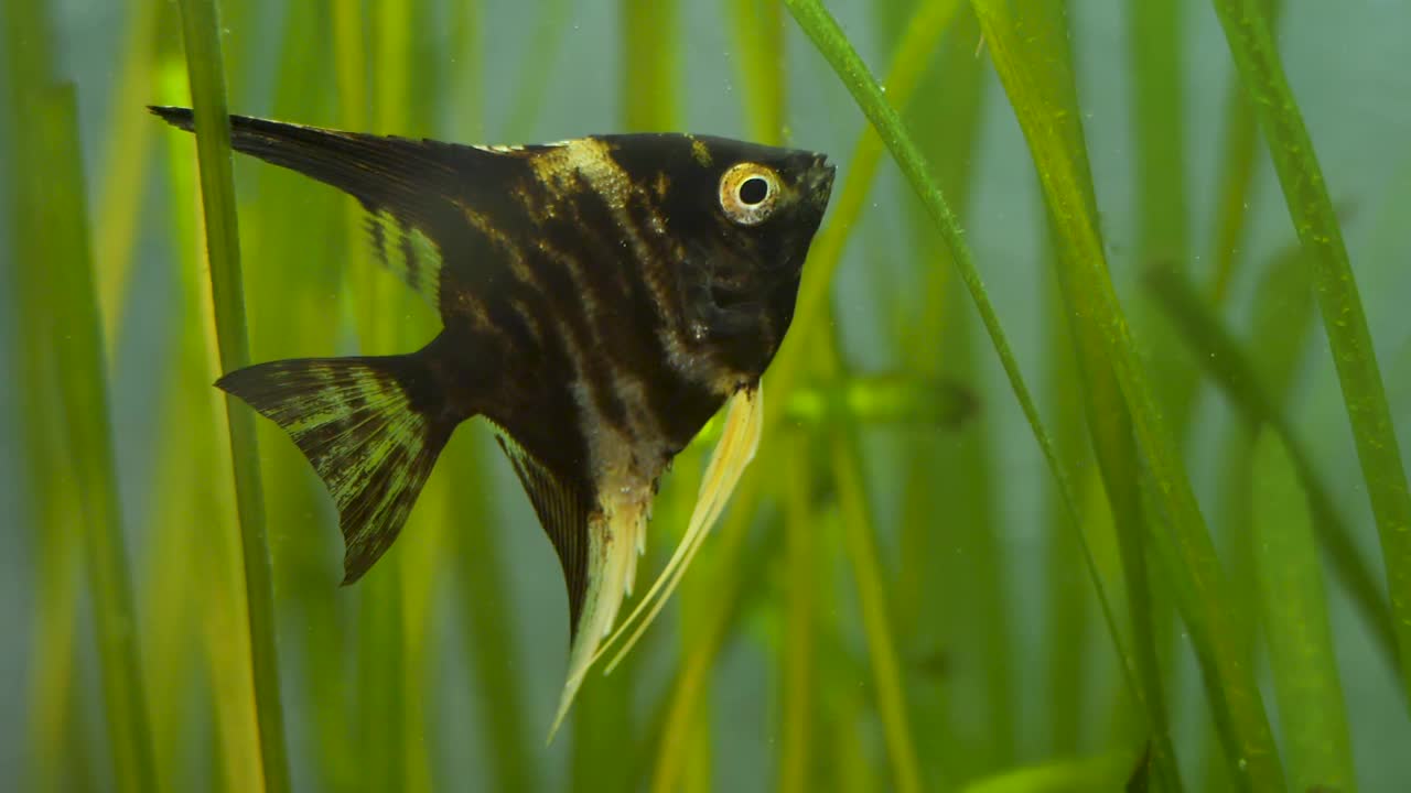 美丽的黑鱼在鱼缸或家庭水族馆游泳视频素材