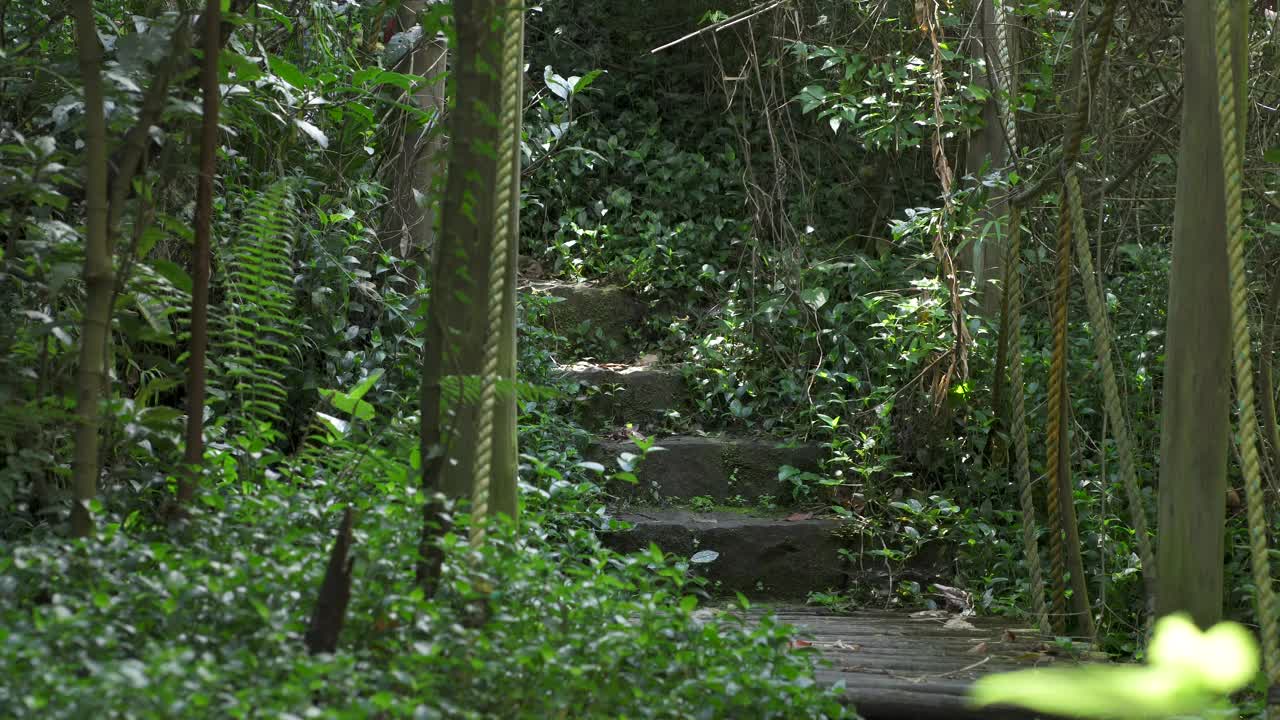 在她放松的时候，一个女人在森林里安静地冥想和平静视频素材