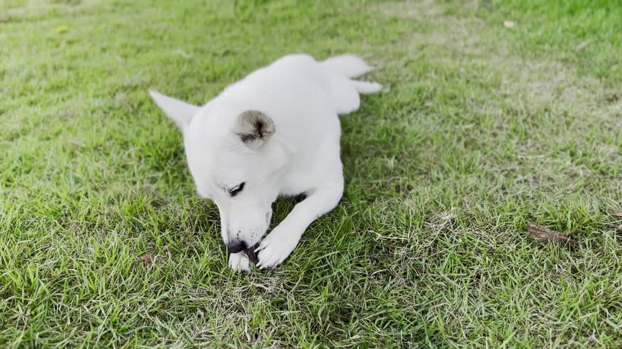 顽皮的杰克罗素梗狗在花园里玩耍视频下载