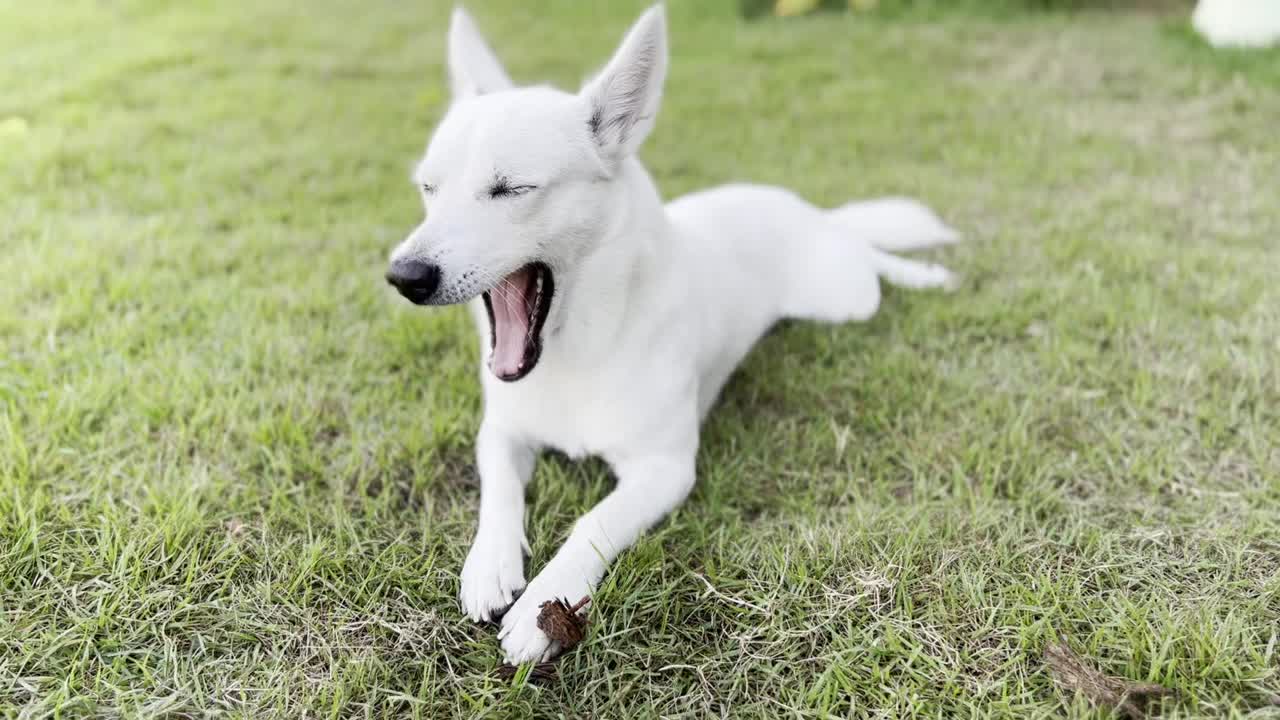 小狗睡在花园旁边的门垫上视频下载