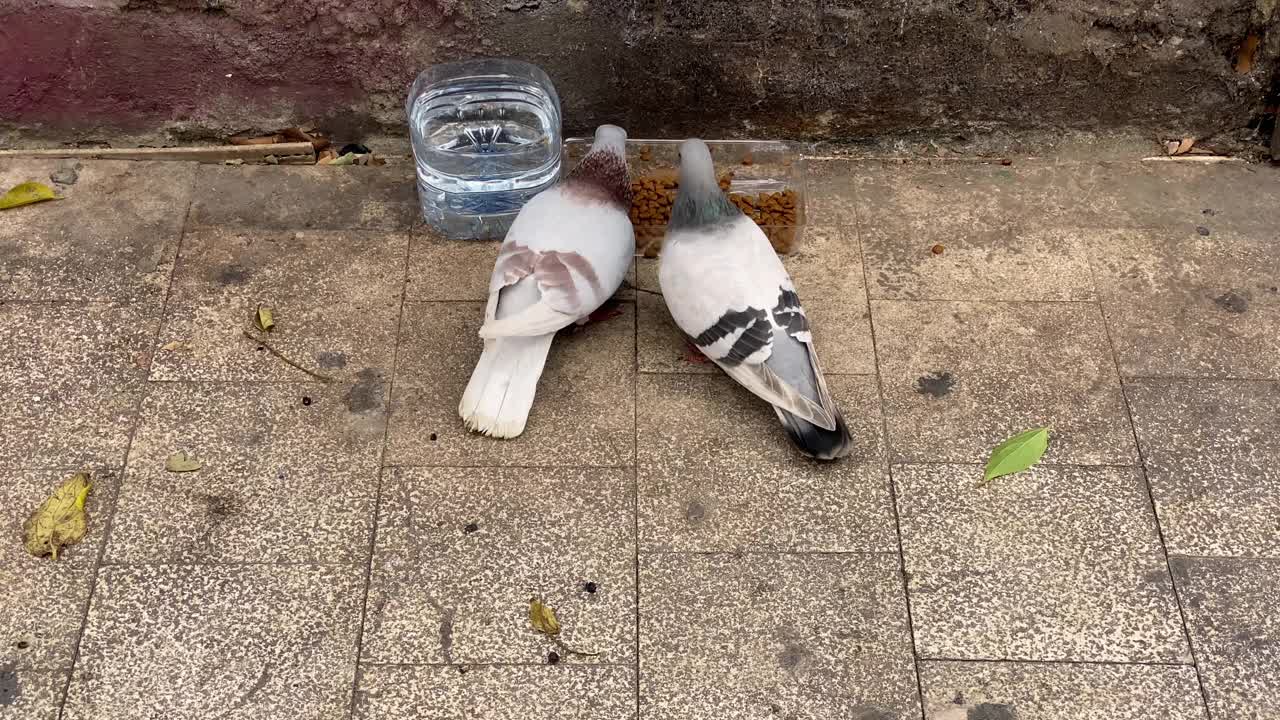 鸽子在街上吃宠物食品视频素材