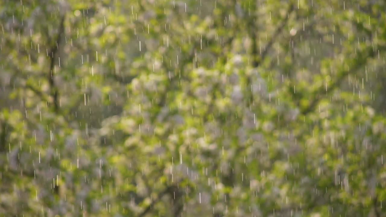 阳光下的雨，森林里的雨，雨点落下视频素材